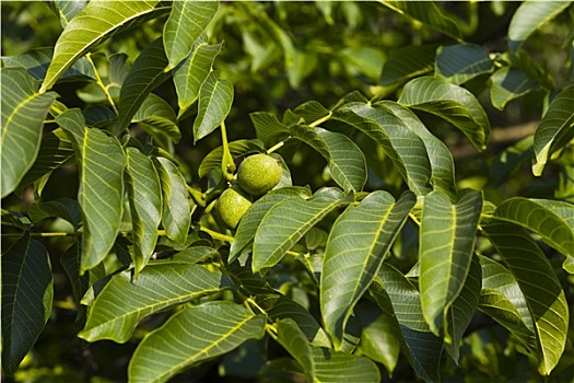 bachthu mienbac