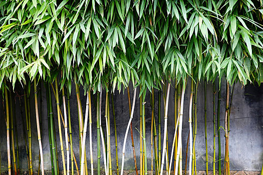 soi cau chuan 3 mien