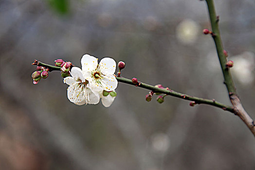 soi cau 3s