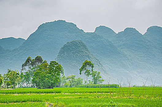 soi cau mo bi
