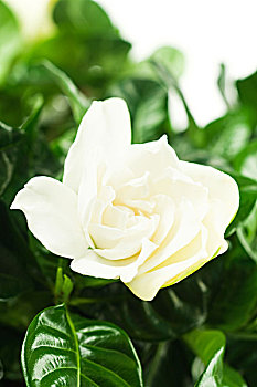 cau pascale