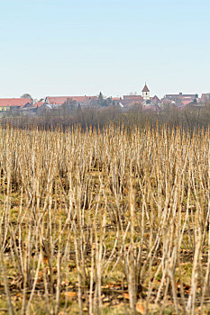 cau bach thu la