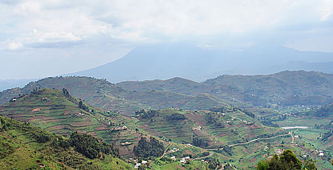 rong bach kim 2 nhay