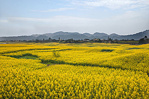 chơi lô online