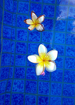 dự đoán xổ