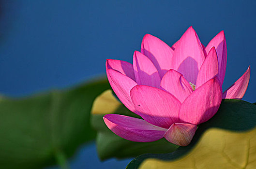soi cầu 39
