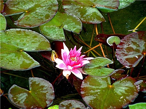 đánh đề trên mạng