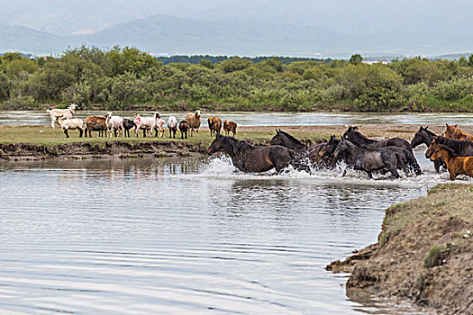 giá lô đề