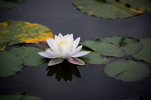 xs đà lạt