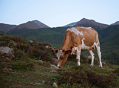 du doan dau duoi mien bac