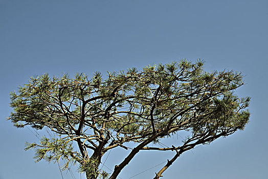 bach thu de ngay mai