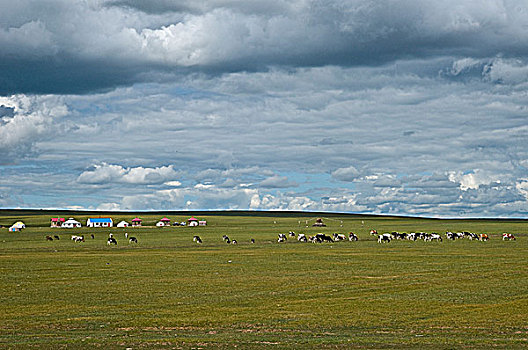 cau bach thu