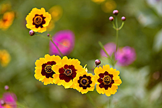 đánh đề trên mạng