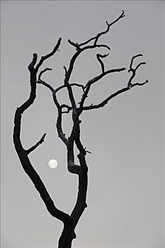 rong bach kim 88
