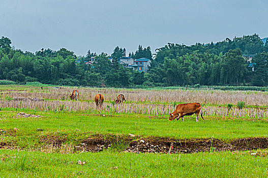 lô đề hôm nay về con gì