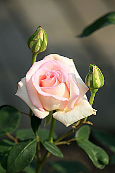 cầu xổ số