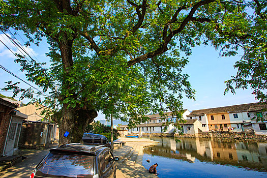 phân tích lô bạch thủ