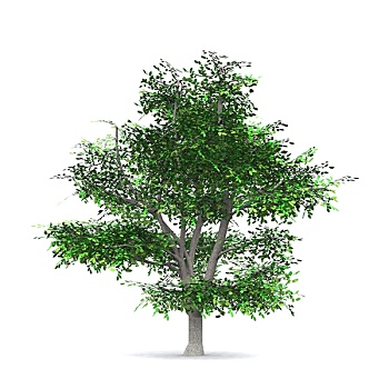 soi bạch thủ lô miền bắc hôm nay