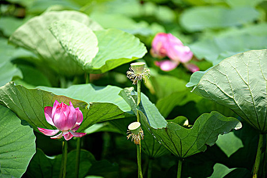 xổ số hậu giang