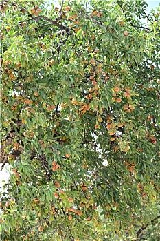 xổ số kon tum hôm nay