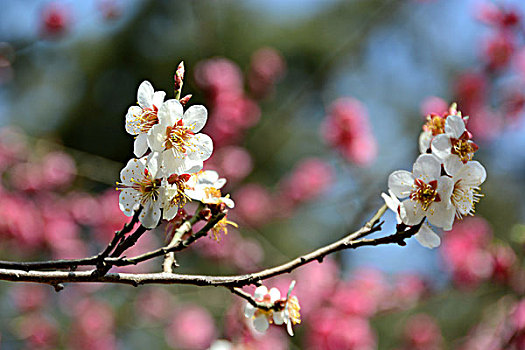 dự đoán 3 miền