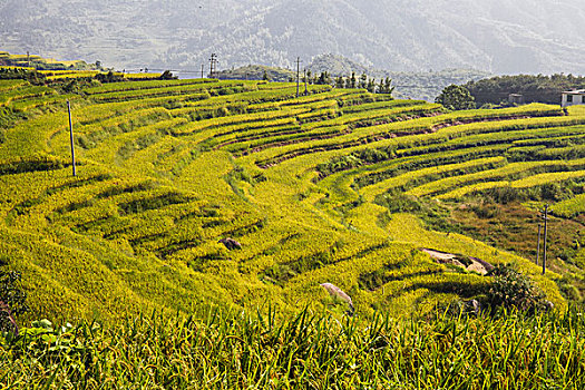 soi cau may man