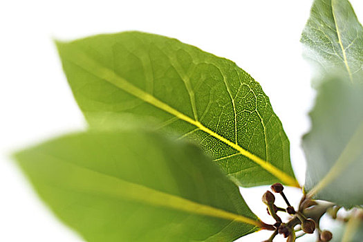 soi cầu 888