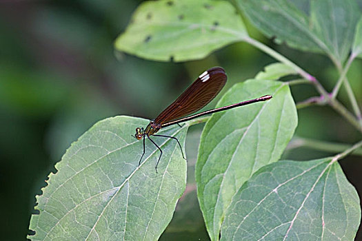 dự đóan xsmb