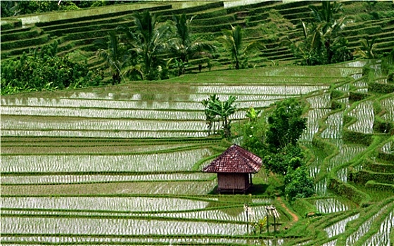 bạch thủ là giải mấy