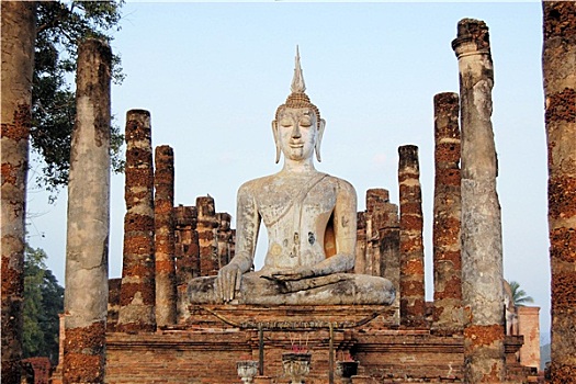 bạch thu lo mb