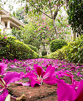 xs trực tiếp