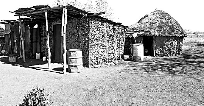 soi câu rong bach kim