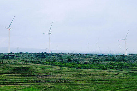 bạch thủ