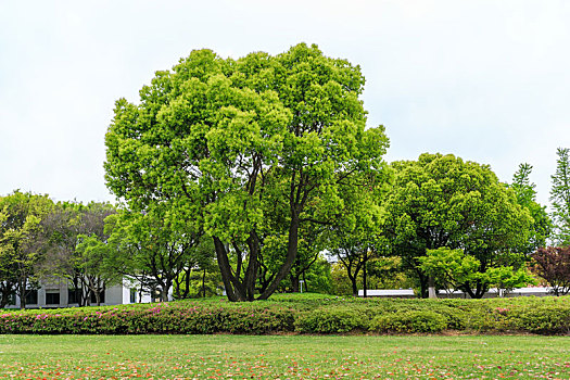xs vĩnh long