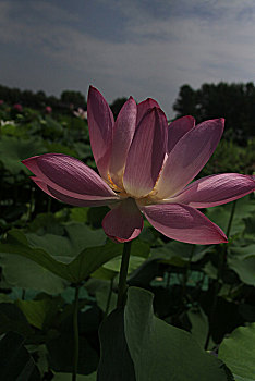 soi cau than tai