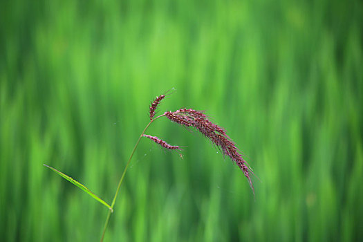 xs bến tre