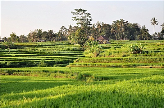 soi cau lo bach thu khung 3 ngay
