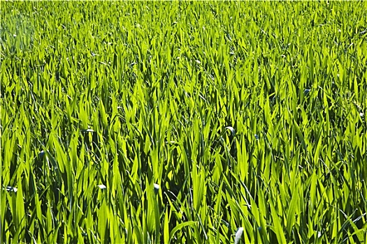 trực tiếp kết quả xổ số miền bắc ngày hôm nay