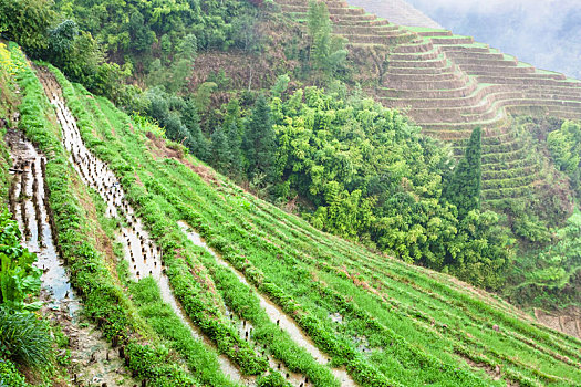 du doan xs ninh thuan
