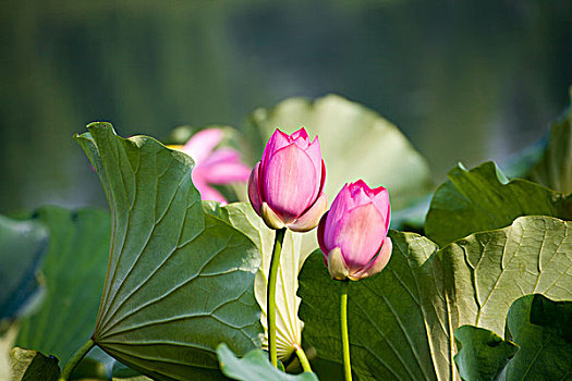bắt lô trượt