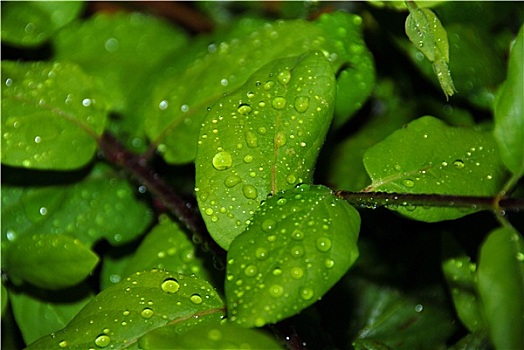 soi cầu bạch thủ 555