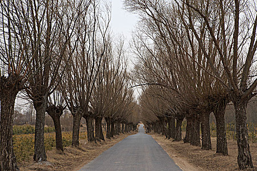 bạch thủ lô mb