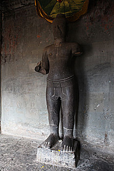 bạch thu lo mb