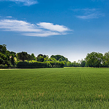 soi cau mb rong bach kim