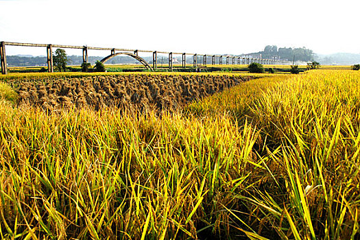 đánh lô trượt