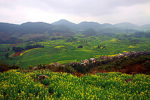 soi câu lô bach thu