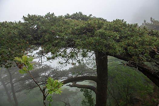 cau lo rong bach kim