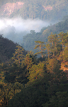 soi cau bach thu lo