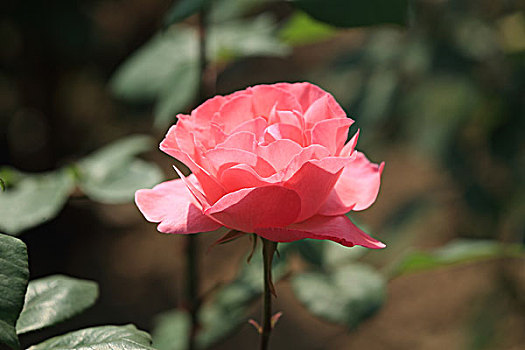xổ số hồ chí minh hôm nay