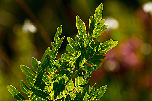 lô rơi miền bắc